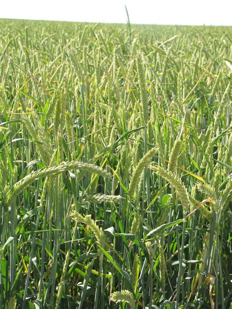 haybet barley hay forage analysis.